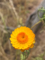 Xerochrysum viscosum