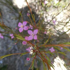 Boronia filifolia
