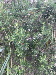 Erica arborea