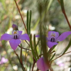 Boronia filifolia