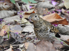 Zoothera aurea