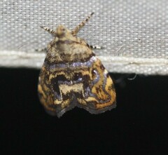 Choreutis metallica