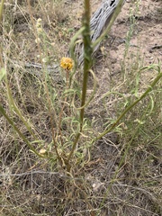 Xerochrysum viscosum
