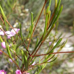 Boronia filifolia