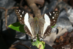 Dodona deodata