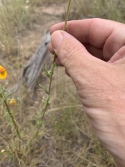 Xerochrysum viscosum