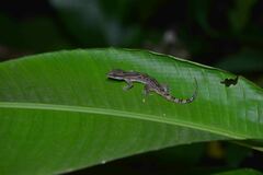 Cyrtodactylus