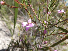 Boronia filifolia