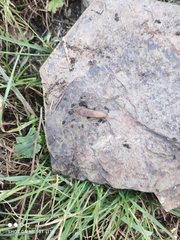 Ambigolimax valentianus