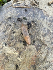 Ambigolimax valentianus