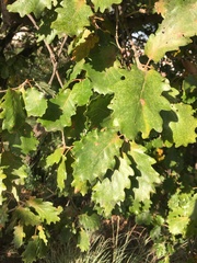 Quercus