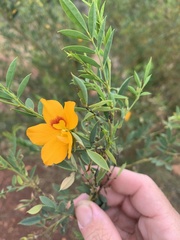 Petalostylis labicheoides