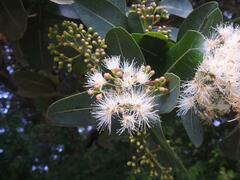 Syzygium cordatum subsp. cordatum image