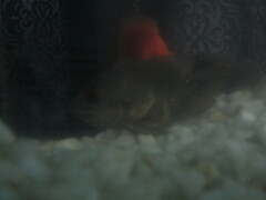 Astronotus ocellatus