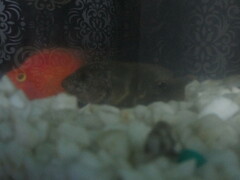 Astronotus ocellatus