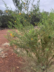 Petalostylis labicheoides