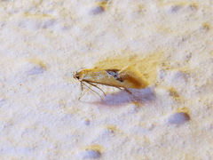 Batia internella