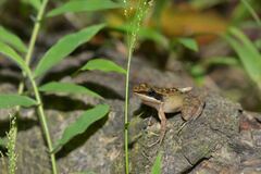 Indosylvirana nicobariensis