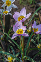 Tulipa patens