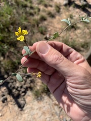 Goodenia centralis