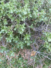 Quercus coccifera