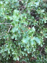 Quercus