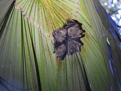 Cynopterus sphinx