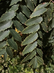 Koelreuteria bipinnata