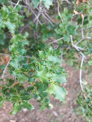 Quercus