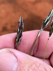 Paraneurachne muelleri