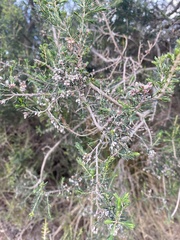 Erica arborea