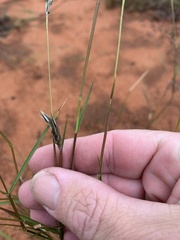 Paraneurachne muelleri