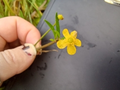 Ranunculus flammula