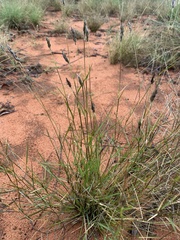 Paraneurachne muelleri