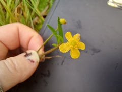Ranunculus flammula