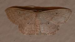 Scopula hypochra