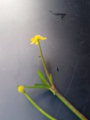 Ranunculus flammula