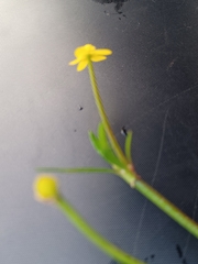 Ranunculus flammula