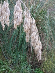 Ampelodesmos mauritanicus