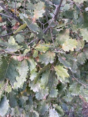 Quercus
