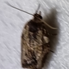 Epiphyas postvittana