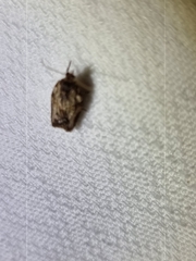 Epiphyas postvittana