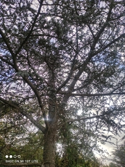 Populus alba