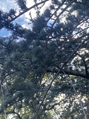 Cedrus atlantica