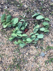Magnoliopsida