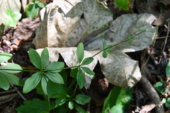 Galium maximowiczii