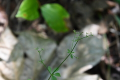 Galium maximowiczii