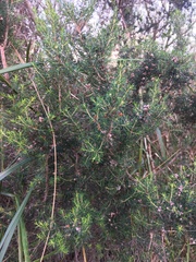 Erica arborea