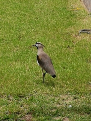 Vanellus chilensis