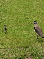 Vanellus chilensis
